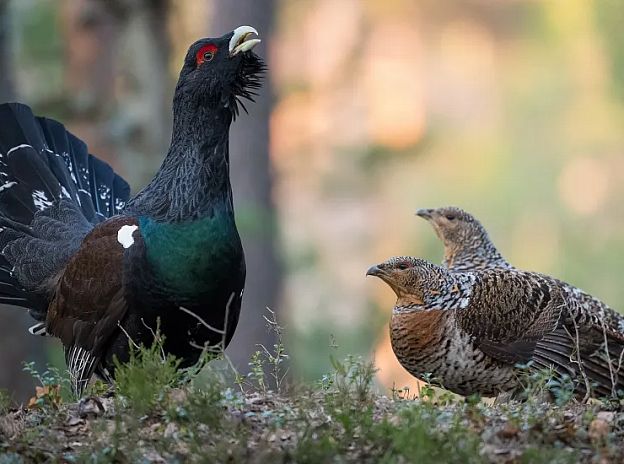 Schutzmaßnahmen: Auerwild am Loischkopf